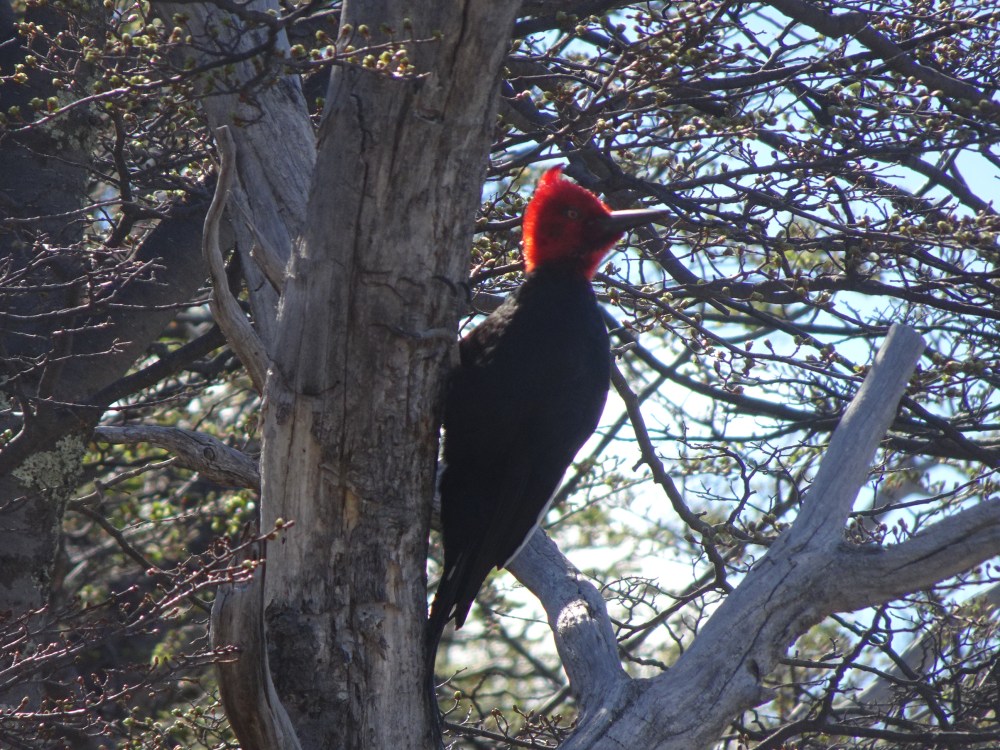 DSC05255 - Copie.JPG